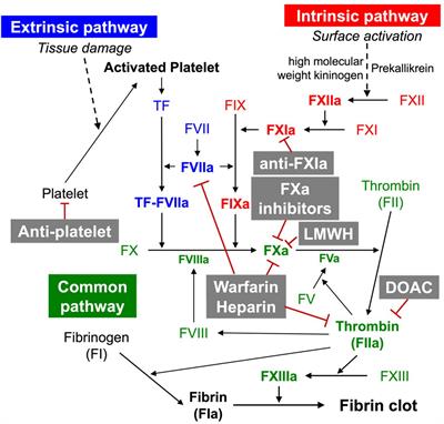 The Therapeutic Potential of Anticoagulation in Organ Fibrosis